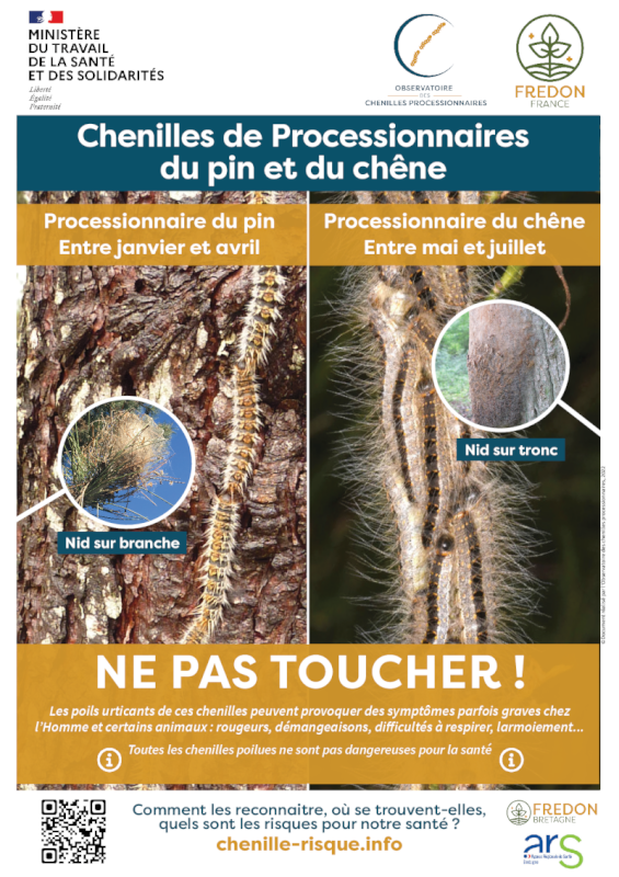 Chenilles processionnaires du pin et du chêne